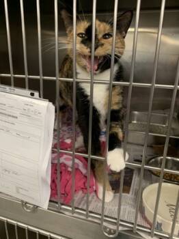 Rescue Domestic Short Hair Cats for Adoption in Lowell, Massachusetts - Kissimmee | PetCurious