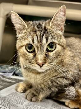 Rescue Domestic Short Hair Cats for Adoption in Wichita, Kansas - Adam | PetCurious