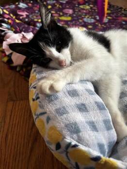 Domestic Short Hair Cats Available for Adoption in Columbus, Indiana - Rhonda | PetCurious