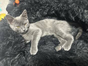 Macey -  Domestic Short Hair Cat for Adoption in Vancouver, Washington - Macey | PetCurious