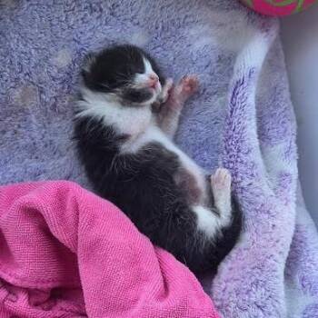 Domestic Short Hair Cats Available for Adoption in Leander, Texas - Applesauce A1 | PetCurious