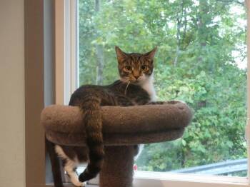 Domestic Short Hair Cats Available for Adoption - Neco | PetCurious