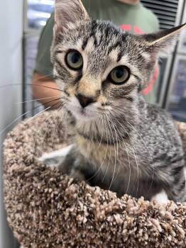Hobgoblin -  Domestic Short Hair Cat for Adoption in Topeka, Kansas - Hobgoblin | PetCurious