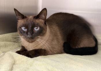 Tina -  Siamese Cat for Adoption in Pawleys Island, South Carolina - Tina | PetCurious