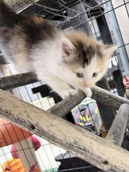 Jasmine -  Domestic Medium Hair Cat Available for Adoption in West Palm Beach, Florida - Jasmine | PetCurious