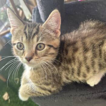Birdie -  Domestic Short Hair Cat for Adoption in Carmel, Indiana - Birdie | PetCurious