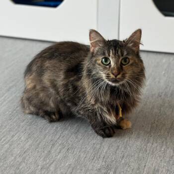 D47123 Ribosome -  Domestic Long Hair Cat for Adoption in Port Washington, New York - D47123 Ribosome | PetCurious