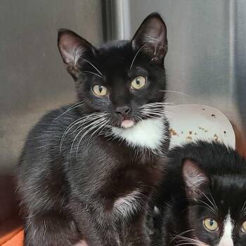 Hairy Pawter -  Domestic Short Hair Cat for Adoption in Davenport, Iowa - Hairy Pawter | PetCurious