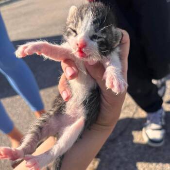Taylor -  Domestic Short Hair Cat for Adoption in Nampa, Idaho - Taylor | PetCurious