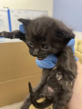 JESSE -  Domestic Short Hair Cat for Adoption in Loveland, Colorado - JESSE | PetCurious
