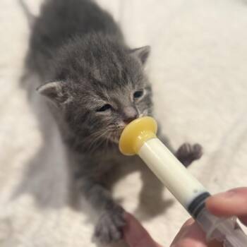 Cash -  Domestic Short Hair Cat for Adoption in Bismarck, North Dakota - Cash | PetCurious