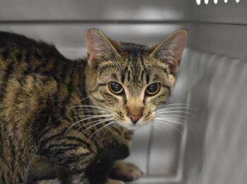 Domestic Short Hair Cats Available for Adoption in Portland, Oregon - Frolic | PetCurious