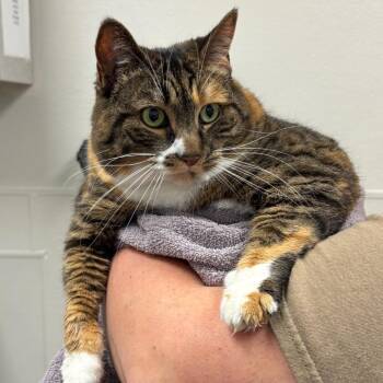Lima -  Domestic Short Hair Cat Available for Adoption in Columbiana, Alabama - Lima | PetCurious