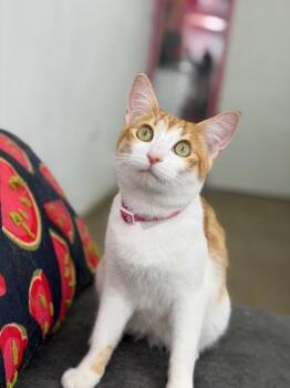 Ruby-One of our Amazing Rescue Cats -  American Shorthair and Turkish Van Cat for Adoption in Carlsbad, California - Ruby-One Of Our Amazing Rescue Cats | PetCurious