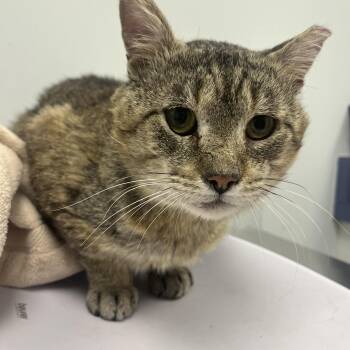 Domestic Short Hair Cats Available for Adoption - Harold | PetCurious