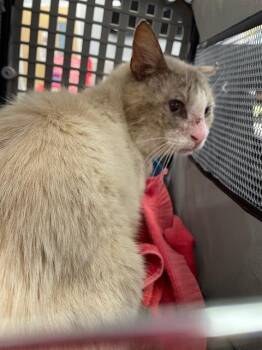 Domestic Short Hair Cats Available for Adoption in Palmetto, Florida - A135490 | PetCurious