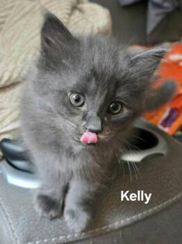 Kelly -  Domestic Long Hair Cat for Adoption in Chicopee, Massachusetts - Kelly | PetCurious
