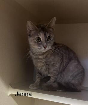 Calico Cats Available for Adoption in Ulster, Pennsylvania - Jenna | PetCurious
