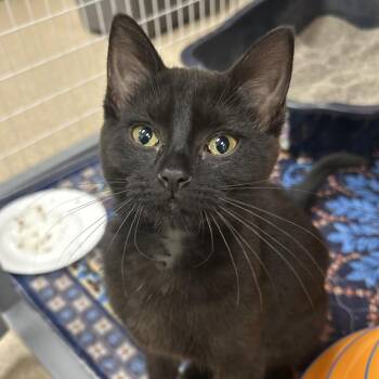 Punky Mewster -  Domestic Short Hair Cat for Adoption in Oshkosh, Wisconsin - Punky Mewster | PetCurious