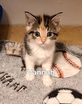 Vannah -  Domestic Short Hair Cat for Adoption in Plattsburgh, New York - Vannah | PetCurious