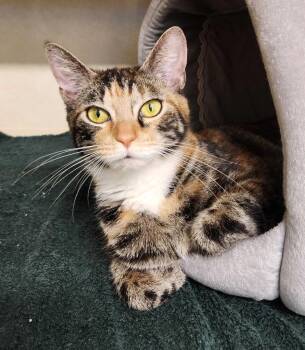 Domestic Short Hair Cats Available for Adoption - Shirin - Available 4/7 | PetCurious
