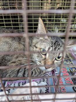 BEBA -  Domestic Medium Hair Cat for Adoption in San Antonio, Texas - BEBA | PetCurious