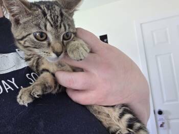 Black Bart -  Domestic Short Hair Cat for Adoption in Canal Winchester, Ohio - Black Bart | PetCurious