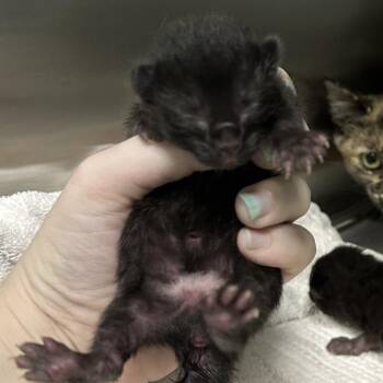 Cheeks -  Domestic Short Hair Cat for Adoption in Greensboro, North Carolina - Cheeks | PetCurious
