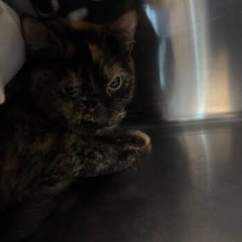 Kittie -  Domestic Short Hair Cat for Adoption in Lakewood, Colorado - Kittie | PetCurious