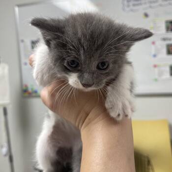 Lonnie -  Domestic Short Hair Cat for Adoption in Canton, Illinois - Lonnie | PetCurious