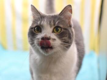 Domestic Short Hair Cats Available for Adoption in Portland, Oregon - Lova | PetCurious