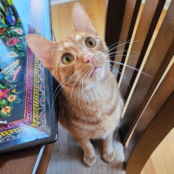 Rescue Tabby Cats for Adoption in Chicago, Illinois - Ollie | PetCurious