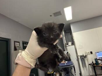 A1934275 -  Domestic Short Hair Cat for Adoption in Thousand Palms, California - A1934275 | PetCurious