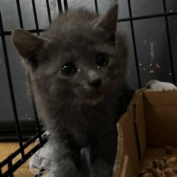 Graves -  Domestic Short Hair Cat for Adoption in Leander, Texas - Graves | PetCurious