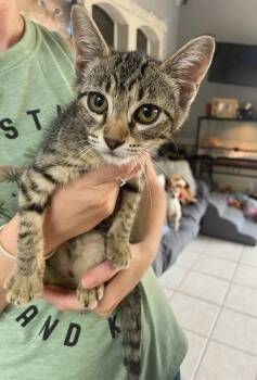 Volga -  Domestic Short Hair Cat for Adoption in Fort Worth, Texas - Volga | PetCurious
