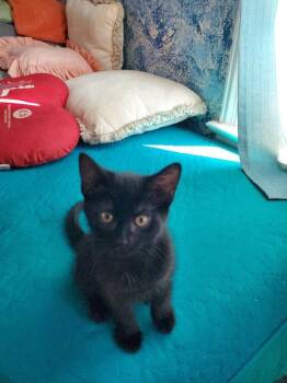 Domestic Short Hair Cats Available for Adoption in Powdersville, South Carolina - Sissy | PetCurious