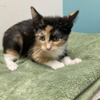 Lavender -  Domestic Short Hair Cat for Adoption in Janesville, Wisconsin - Lavender | PetCurious