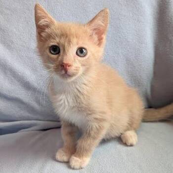 Chilaca -  Domestic Short Hair Cat for Adoption in South Elgin, Illinois - Chilaca | PetCurious