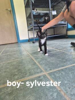 sylvester -  Domestic Short Hair Cat for Adoption in Shelby County, Texas - Sylvester | PetCurious