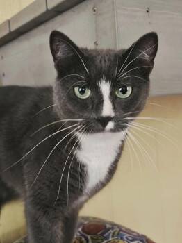 Rescue Domestic Short Hair Cats for Adoption in North East, Maryland - Seline | PetCurious