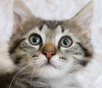 Fuzz Lightyear -  Domestic Long Hair and Tabby Cat for Adoption in St. Augustine, Florida - Fuzz Lightyear | PetCurious