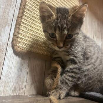 Pauly -  Extra Toes Cat Hemingway Polydactyl and Domestic Short Hair Cat for Adoption in Charlottesville, Virginia - Pauly | PetCurious