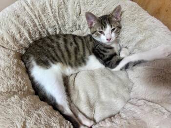 Oliver -  Domestic Short Hair Cat for Adoption in Valley Park, Oklahoma - Oliver | PetCurious