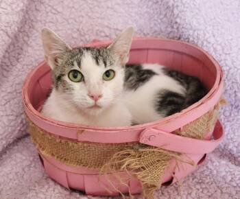 Turkish Van Cats Available for Adoption in St. Augustine, Florida - Hannah | PetCurious