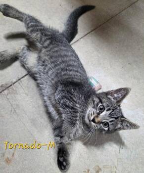 Domestic Short Hair Cats Available for Adoption - Tornado | PetCurious