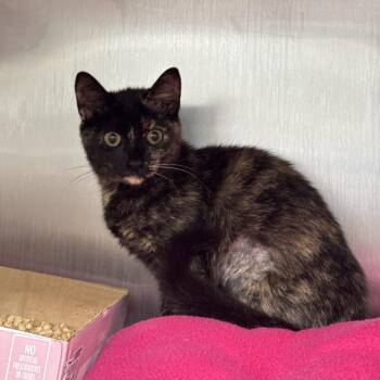 Domestic Short Hair Cats Available for Adoption in Buffalo, New York - Sabrina | PetCurious