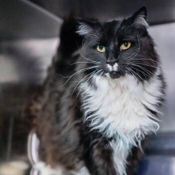 Domestic Long Hair Cats Available for Adoption - Andy | PetCurious