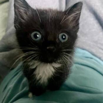 Frosty -  Domestic Short Hair Cat for Adoption in Calverton, New York - Frosty | PetCurious