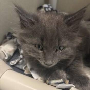 Slate -  Domestic Long Hair Cat for Adoption in Dubuque, Iowa - Slate | PetCurious