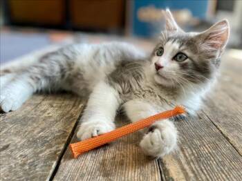 Rescue Domestic Long Hair Cats for Adoption in Hagerstown, Maryland - FANCY FEAST | PetCurious